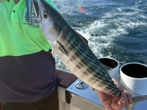 St Francis Safaris-Port St Francis必去景点