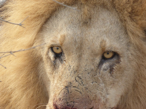 The Black Sheep Agency-开普敦中心区必去景点