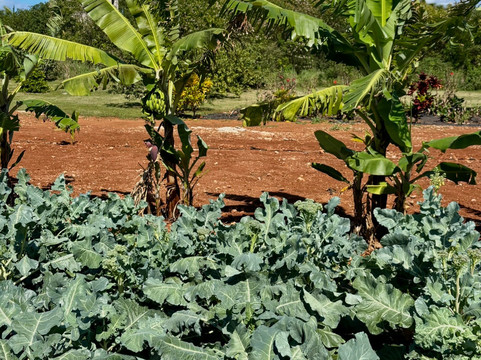 Eleuthera Pineapple Farm Tours-伊柳塞拉必去景点