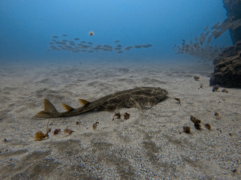 Karapat Dive-大加那利岛拉斯帕尔马斯必去景点