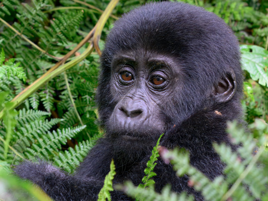 Makasa Tanzania Safaris-莫西必去景点
