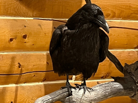 MacBride Museum-白马市必去景点