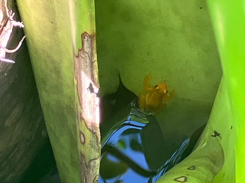 Wanderlust Adventures GY-乔治城必去景点