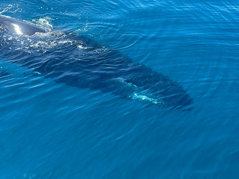 Peninsula Tours Las Terrenas-拉斯特拉纳斯必去景点