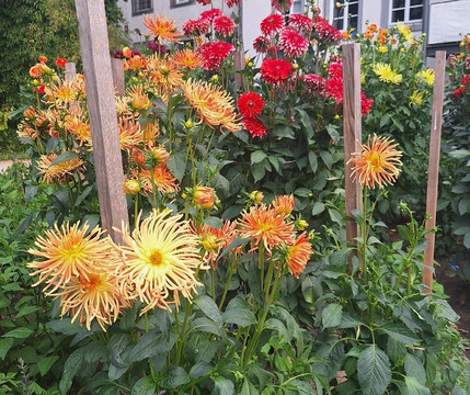 Dahliengarten-富尔达必去景点