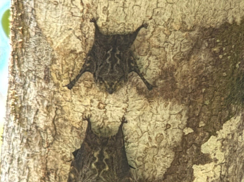 Paddle 9-哥斯达黎加安东尼奥国家公园必去景点