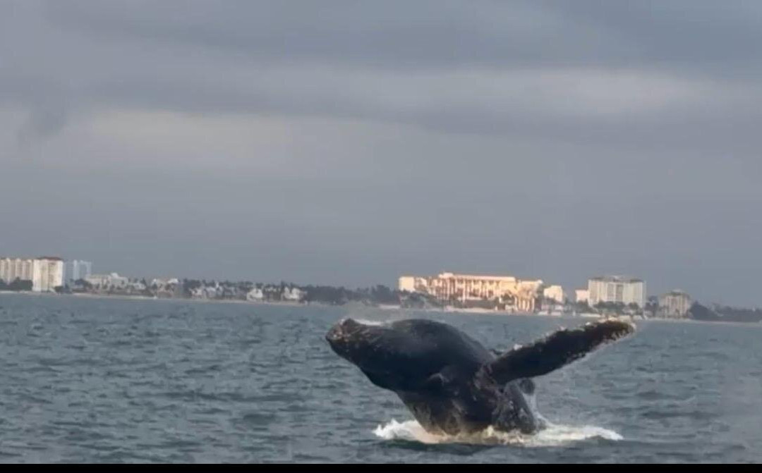 Vallarta Yacht Rentals-瓦拉塔港必去景点