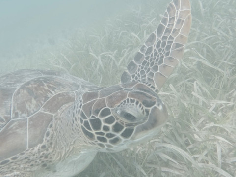 Fokito's Tours-Vieques必去景点