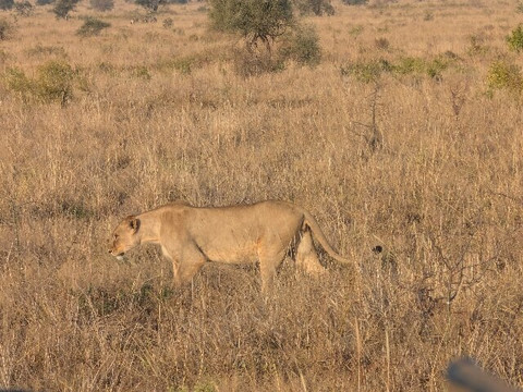 Mufasa Tours and Travels-内罗毕必去景点