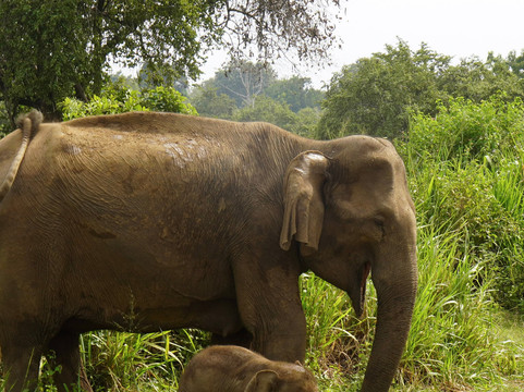Jeep Safari With Gayan-锡吉里亚必去景点