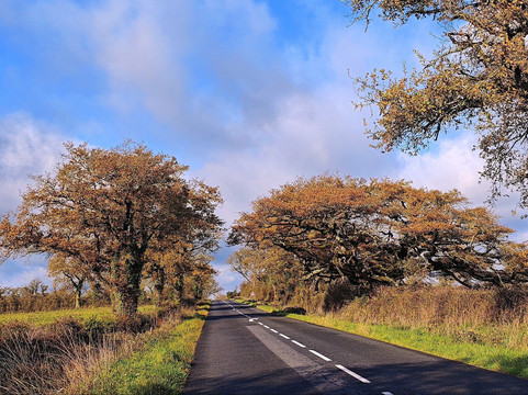 Chêne parapluie-Lathus-Saint-Remy必去景点