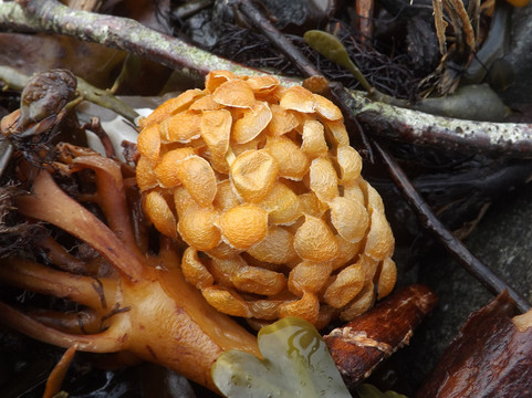 Blackhead Path-Whitehead必去景点