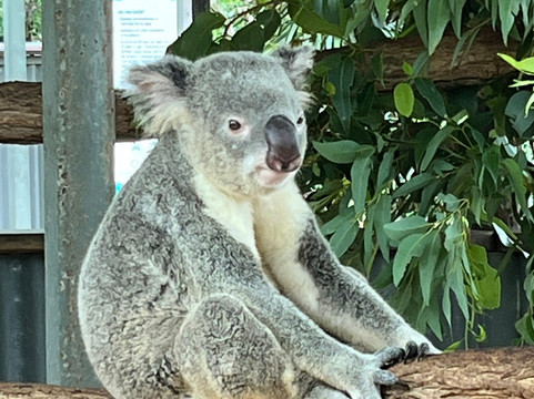 Billabong Sanctuary-汤斯维尔必去景点