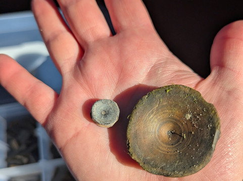 Charleston Fossil Adventures-查尔斯顿必去景点