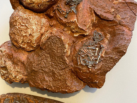 Kgodumodumo Dinosaur Interpretation Centre-克拉伦斯必去景点