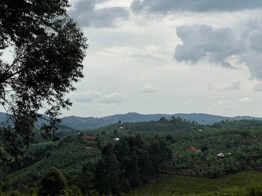 African Gorilla Expeditions-坎帕拉必去景点