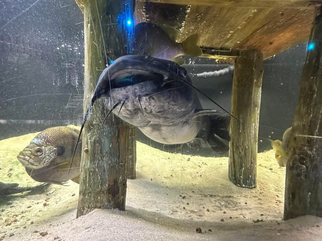 Seadaddys Dive Center & Nature Aquarium-克里斯特尔里弗必去景点