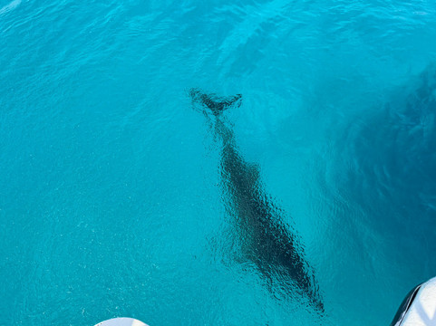 GO WEST Diving-Sabana Westpunt必去景点