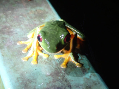 Pura Vida Tours & Transfers-哥斯达黎加安东尼奥国家公园必去景点