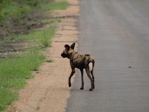Wild Planet Safari-霍德斯普鲁特必去景点
