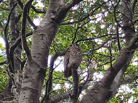Fuerte Bulnes-蓬塔阿雷纳斯必去景点