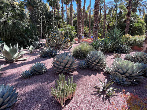 马若雷勒花园-马拉喀什必去景点