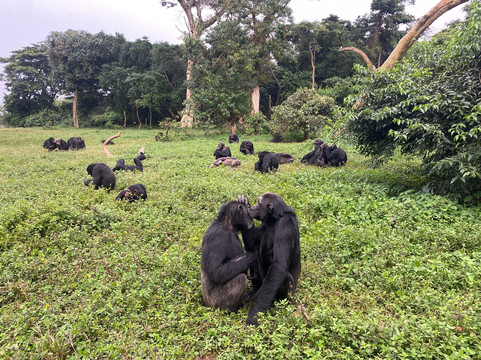 Ngamba Island Chimpanzee Sanctuary-恩德培必去景点