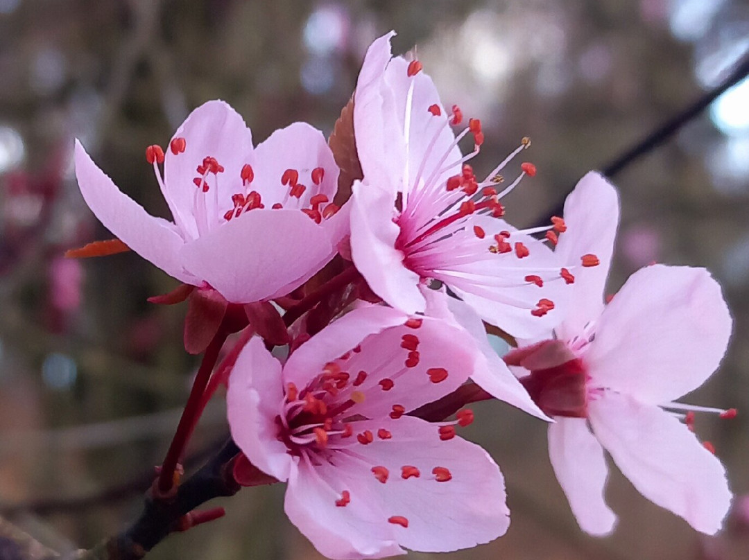 Stockgrove Country Park-Heath and Reach必去景点