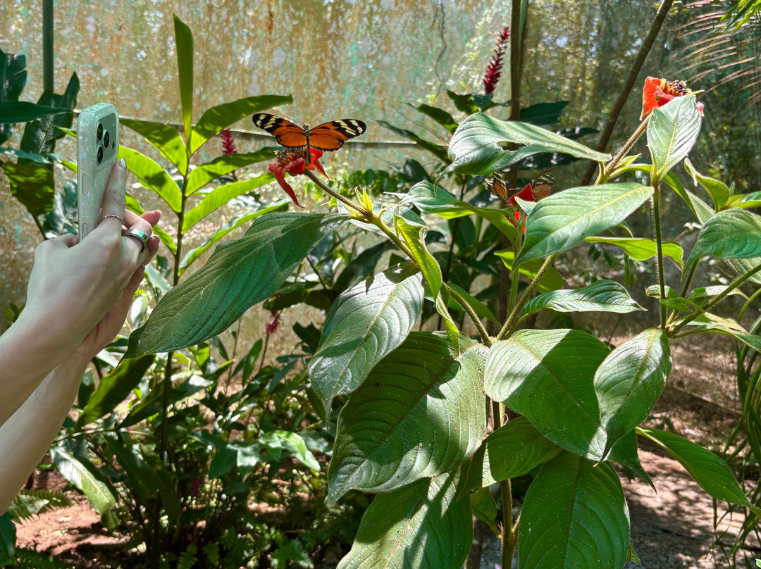 Royal Butterflies-哈科必去景点