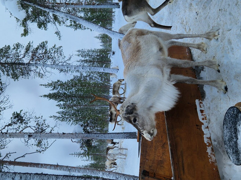 佩特里马特斯驯鹿农场-伊纳里必去景点