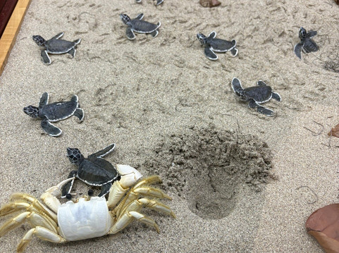 Le Musée de la Mer-Trois-Ilets必去景点