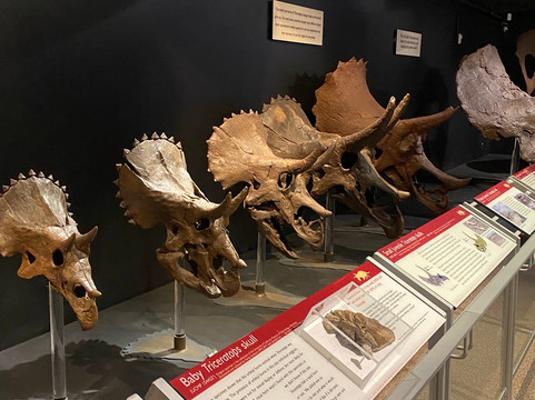 Museum of the Rockies-博兹曼必去景点