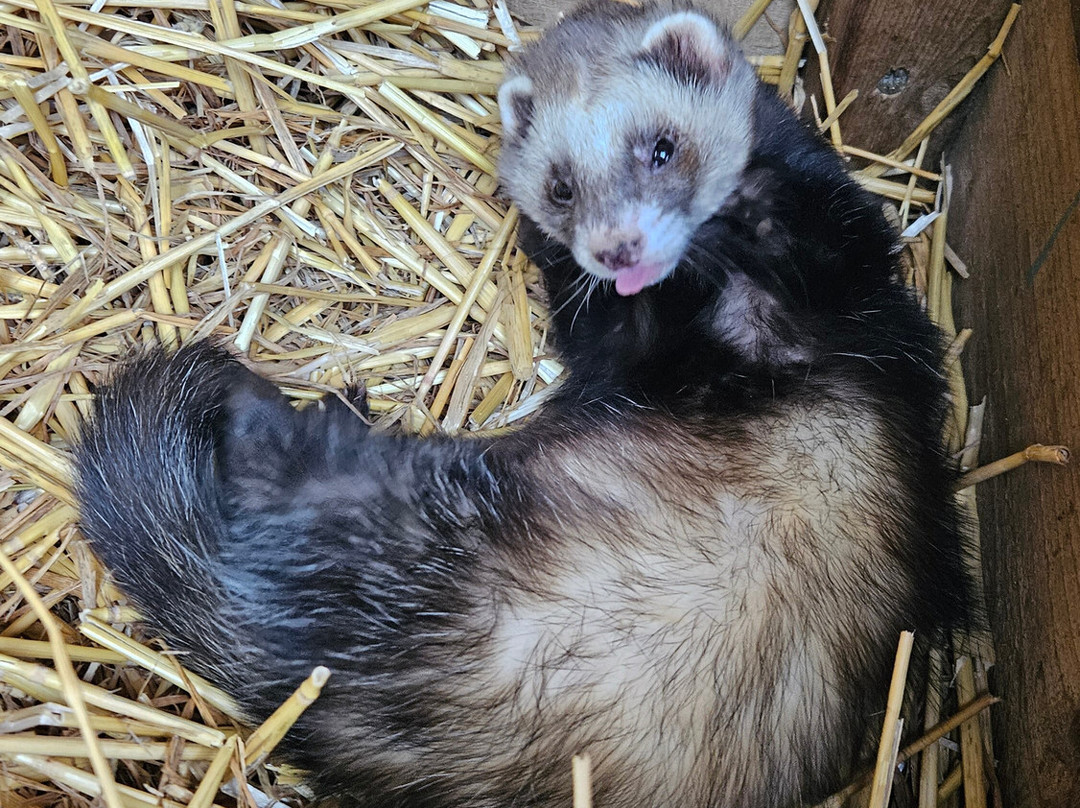 Hogshaw Farm & Wildlife Park-Hogshaw必去景点