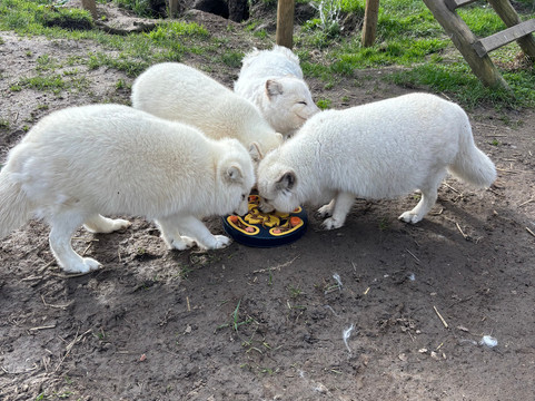 Ark Wildlife Park & Exotic Animal Sanctuary-Stickney必去景点