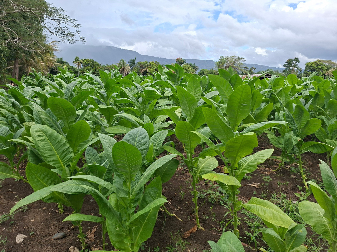 Zemis Tobacco and Cigars Factory-圣地亚哥必去景点