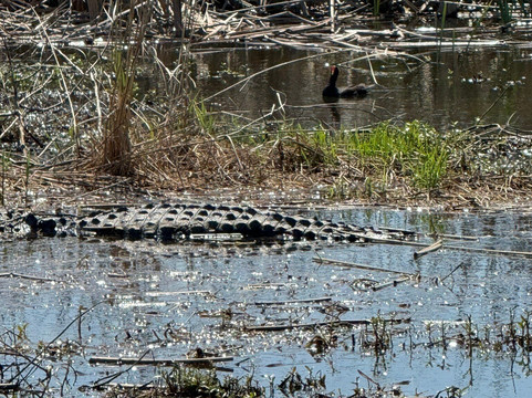 Airboat Express - Tours-Spanish Fort必去景点