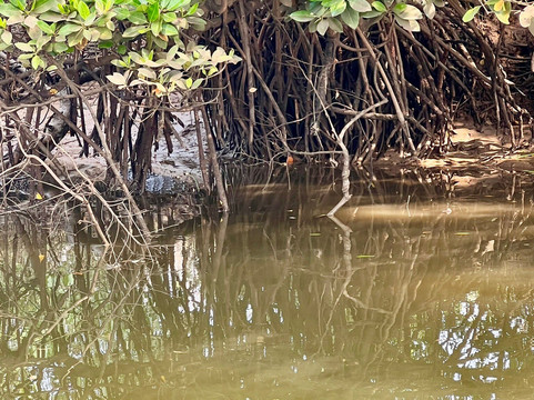 Jake The Snake Boat Trip-Tiswadi必去景点