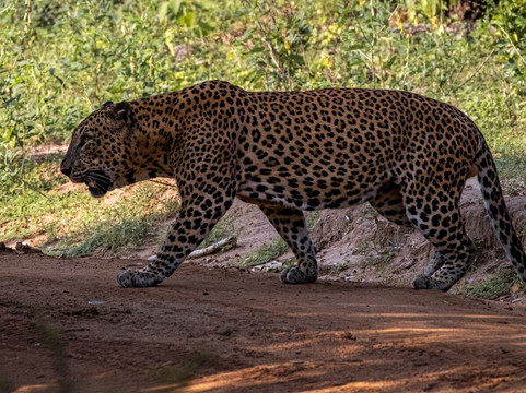 Ruwan Yala Jeep Safari-Debarawewa必去景点