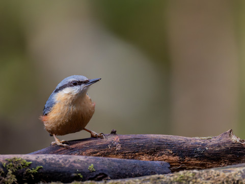 Argaty Red Kites-Doune必去景点