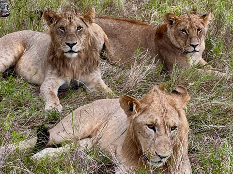 Africa Safari Trips-内罗毕必去景点