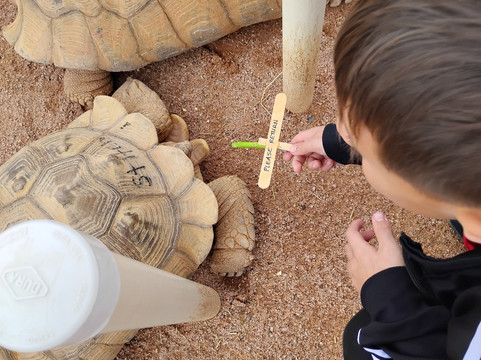 Rooster Cogburn Ostrich Ranch-Picacho必去景点
