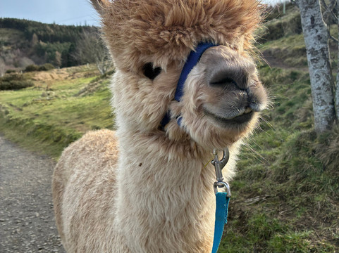 BobCat Alpacas-爱丁堡必去景点