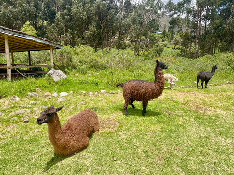夏文(考古遗址)-Chavin de Huantar必去景点
