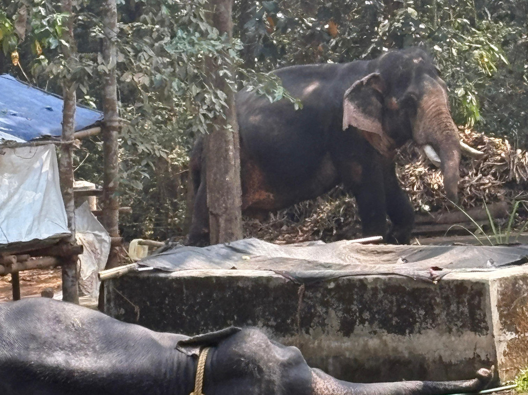 Abhayaranyam Zoo-Kodanad必去景点
