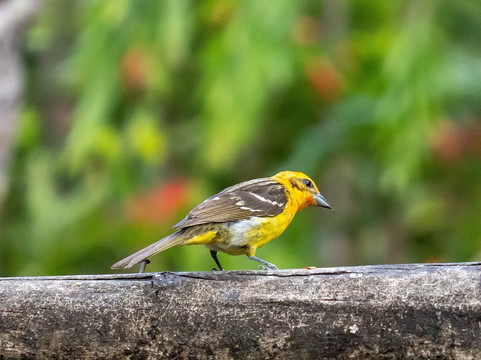Feathers Garden-多塔圣赫拉多必去景点