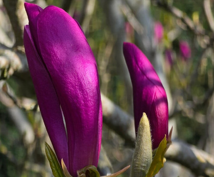 Priory Gardens-奥尔平顿必去景点