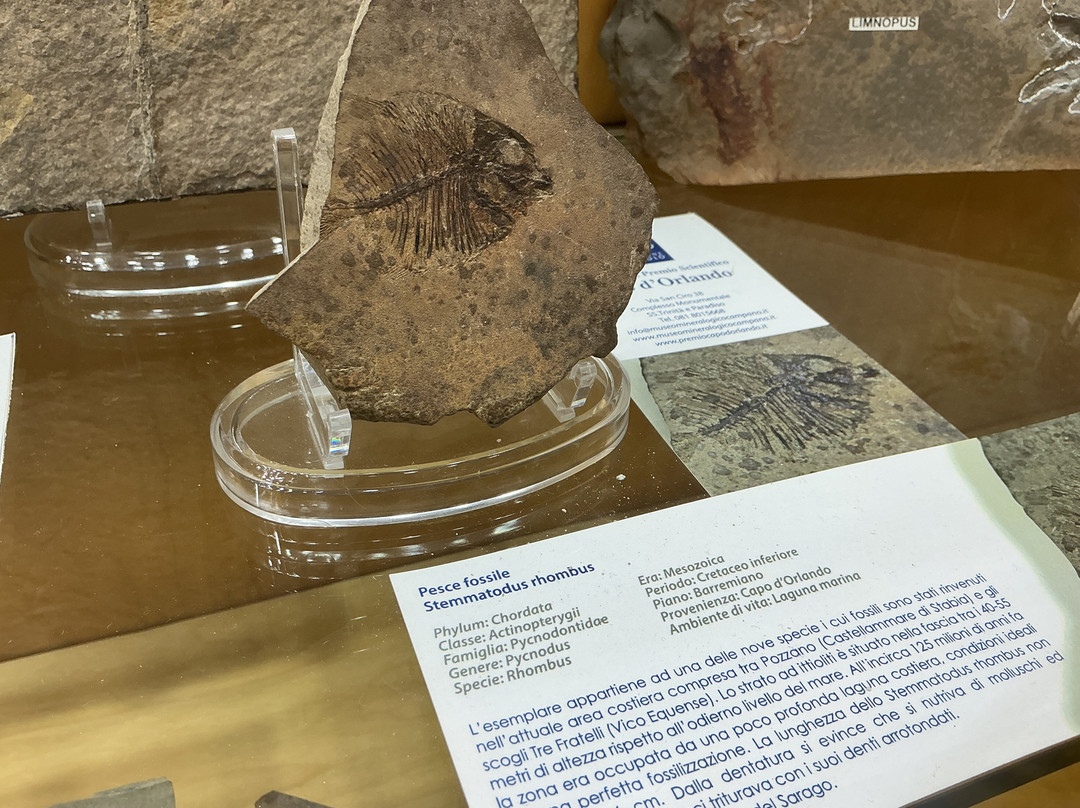 Museo Mineralogico Campano-维克艾库塞必去景点