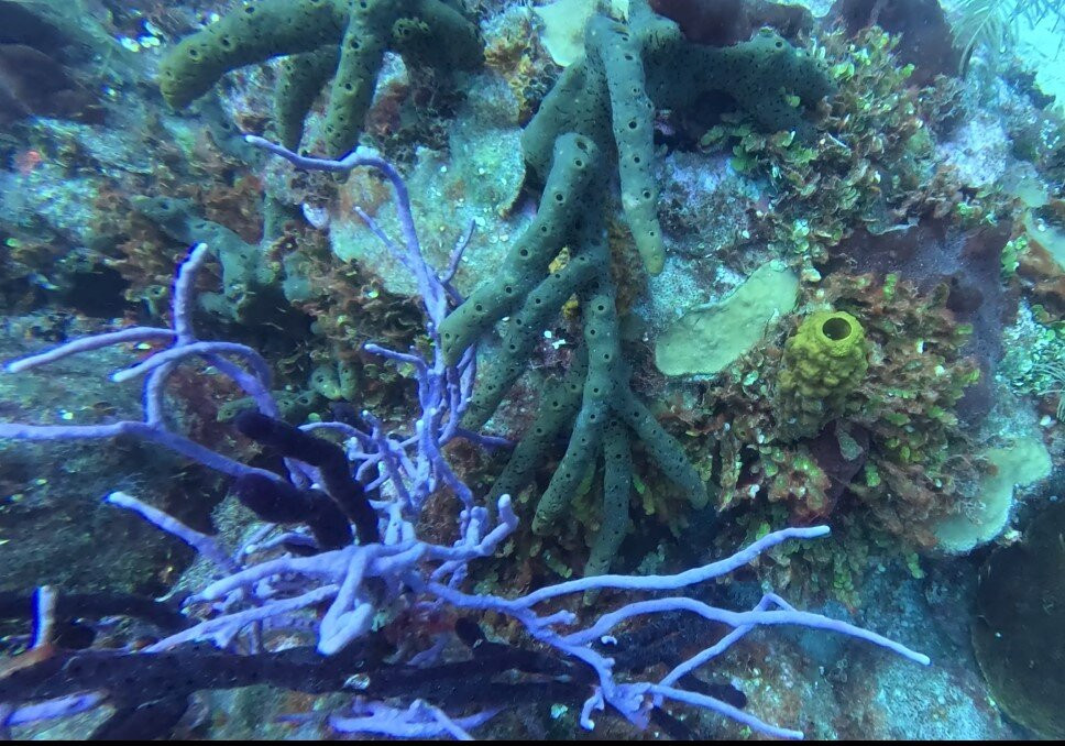 Scubafun-Bayahibe必去景点