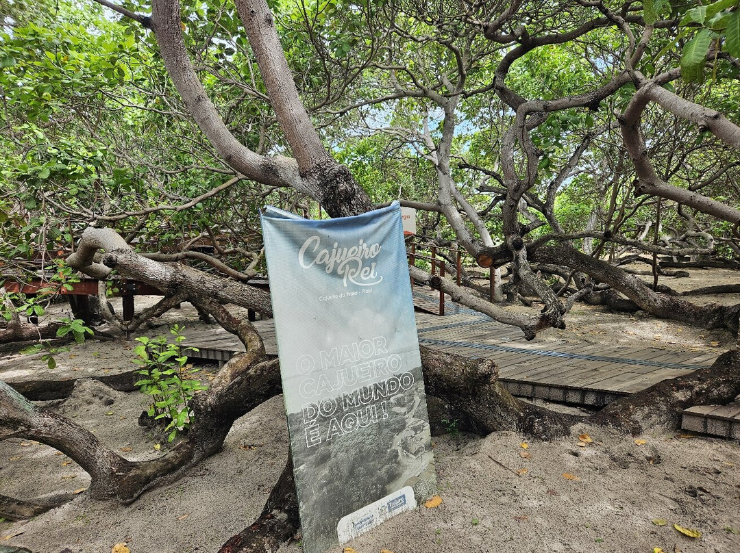 Cajueiro Rei-Cajueiro da Praia必去景点