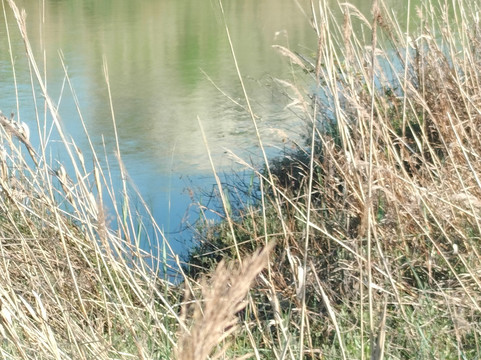 Padule di Scarlino-Puntone必去景点